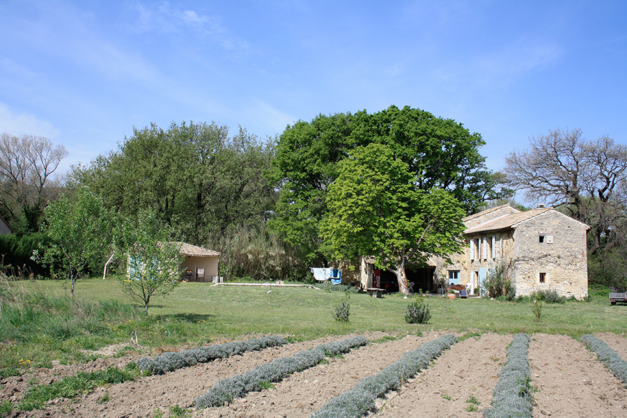 Vue du mas avec rangées de lavandes