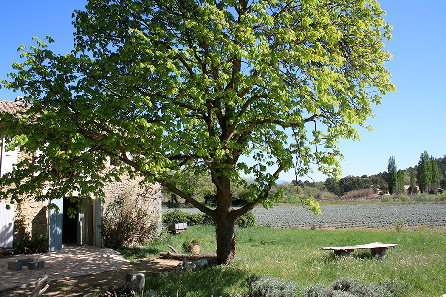 Jardin et chêne
